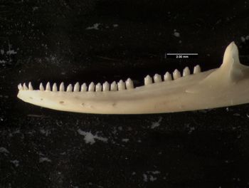 Media type: image;   Herpetology R-132837
